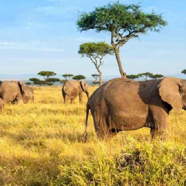 12 DAYS COMBINED KENYA AND TANZANIA BUDGET GROUP JOINING SAFARI